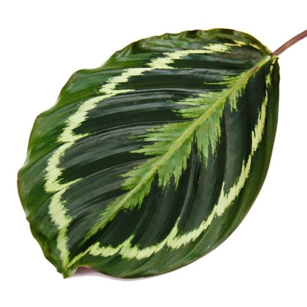 Skuggväxt med ovanligt bladmönster - Calathea Medailon - 14 cm kruka - höjd ca 50 cm