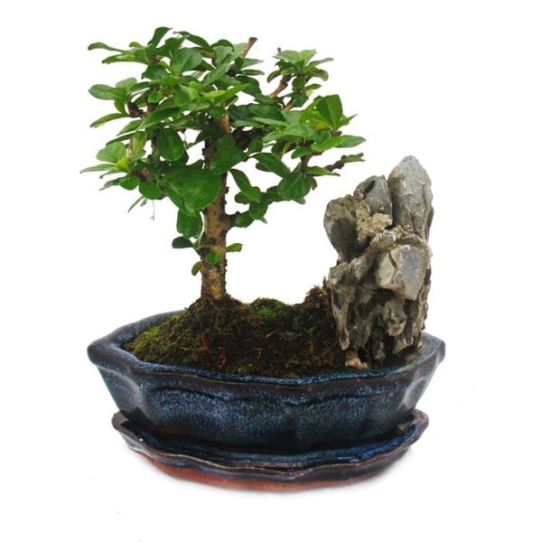 Bonsai Fukientee - Carmona microphylla - stenig landskap - cirka 6 år