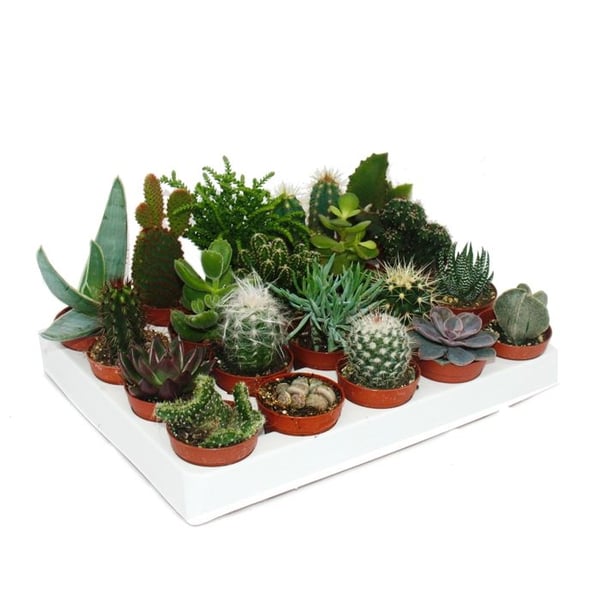 Kaktusar och suckulenter - Startset XXL - 20 olika växter i 5,5 cm kruka