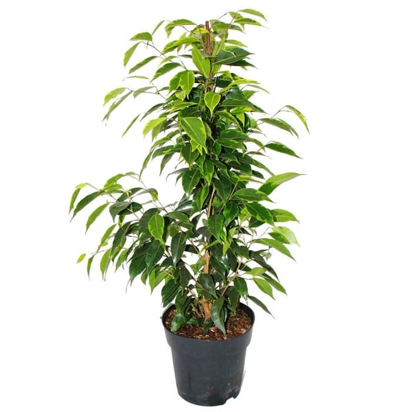 Ficus benjamini "Anastasia" i 17 cm kruka