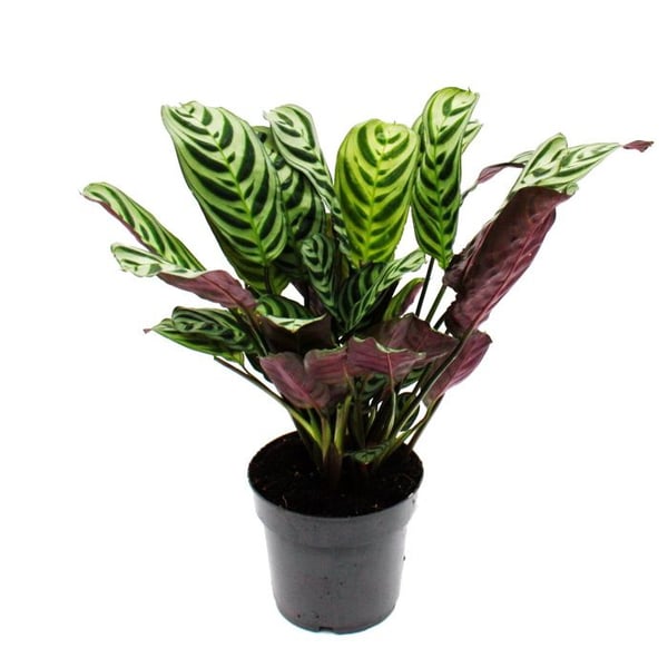 Hörbar skuggväxt med fantastiska bladmönster Ctenanthe burle-marxii Marante korgväxt 14 cm kruka ca. 40 cm hög