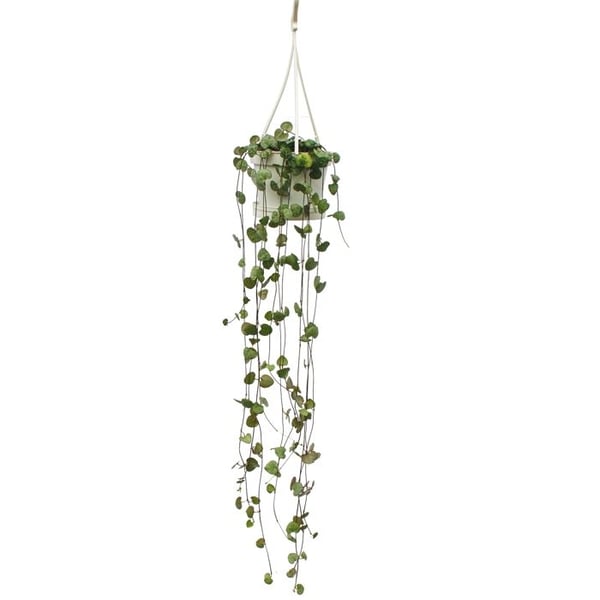 Hängande krukväxt Ceropegia woodii Lykta blomma 10cm Ampel