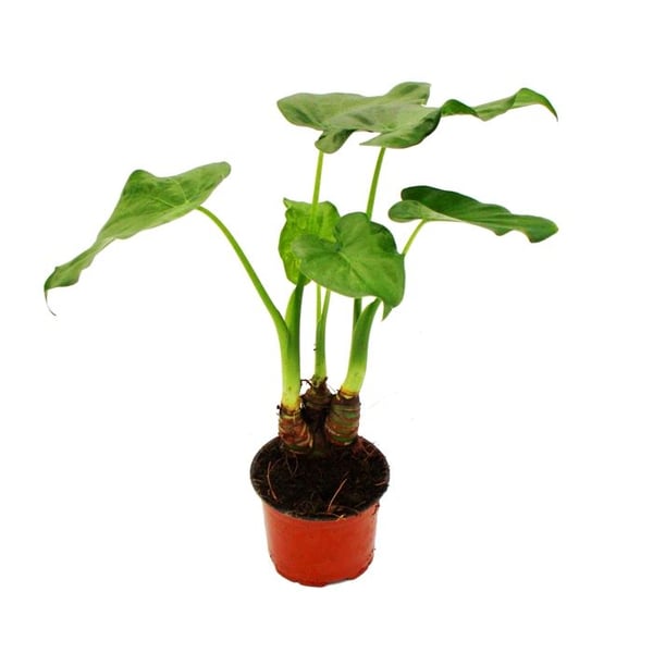Alocasia cucullata 12 cm - Elefantöra Höjd 25 cm-30 cm