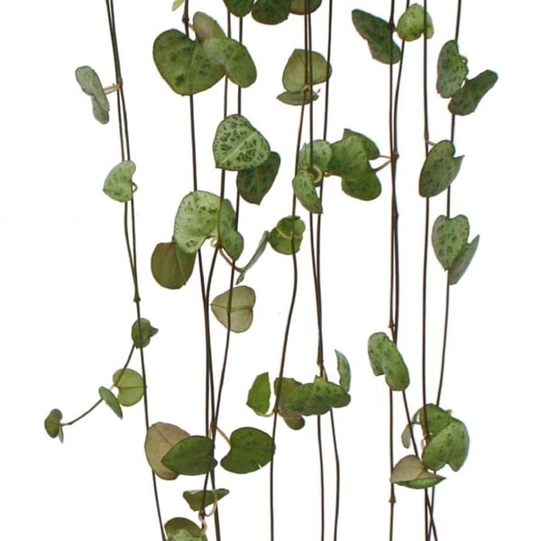 Hängande krukväxt Ceropegia woodii Lykta blomma 10cm Ampel