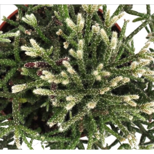 Rhipsalis pilocarpa - korallkaktus - i 12 cm kruka