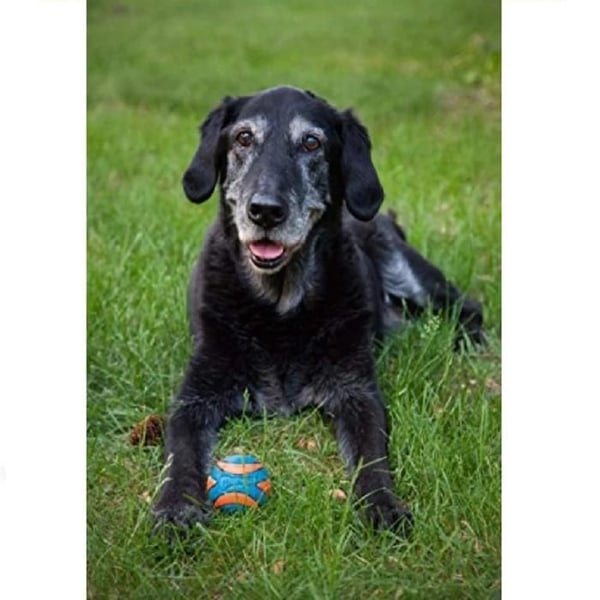 Hundboll - CHUCK IT - Ultra Squeaker - Storlek L - Naturlig gummi - Ø 7,5 cm