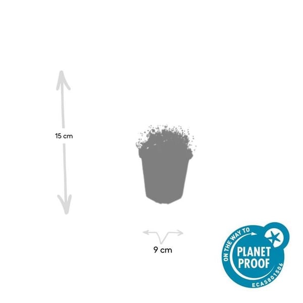 Markväxt - Sten - Stjärnmossa - Sagina subulata - 9cm kruka - Set med 48 växter