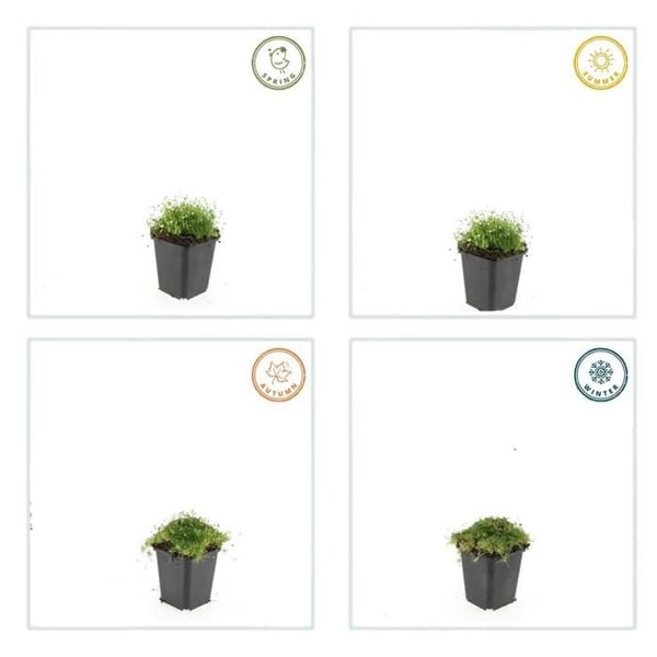 Markväxt - Sten - Stjärnmossa - Sagina subulata - 9cm kruka - Set med 48 växter