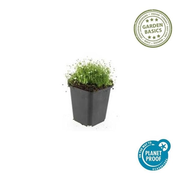 Markväxt - Sten - Stjärnmossa - Sagina subulata - 9cm kruka - Set med 48 växter