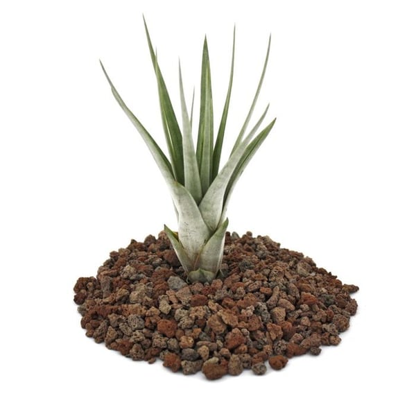 Tillandsia fasciculata - växt i lösvikt - liten