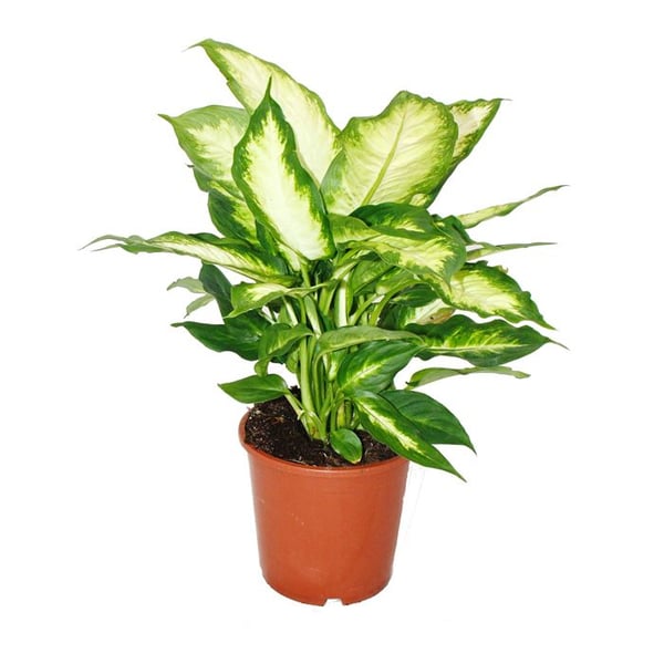 Dieffenbachia - inomhusväxter - krukväxt för nybörjare 17cm kruka