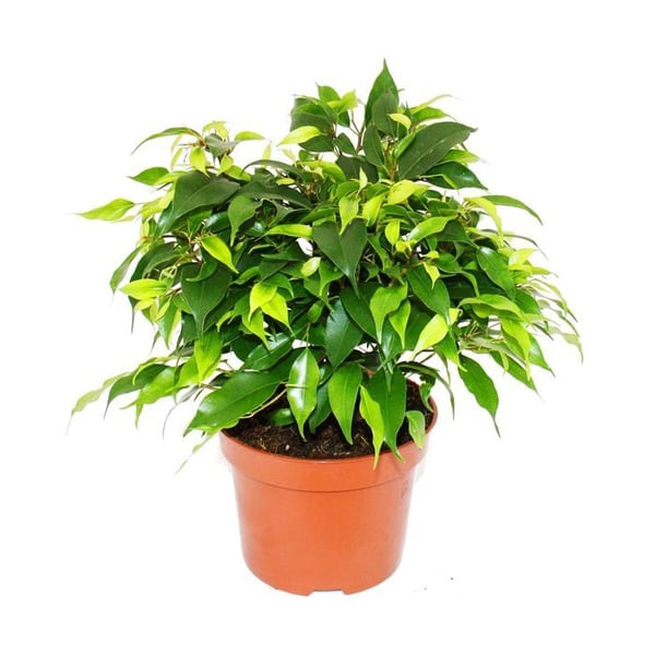 Buskigt gråtfikon - Ficus benjamini "Kinky Green" - 12cm kruka