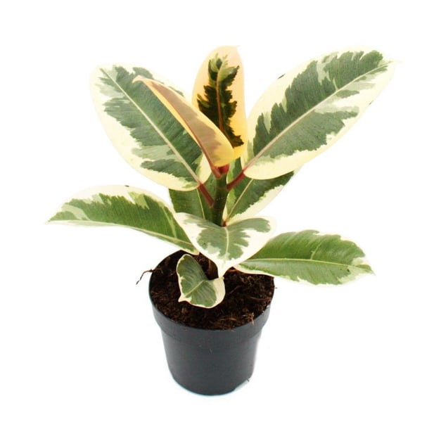 Vitprickig gummiträd - Ficus elastica "Tineke" - 11cm kruka