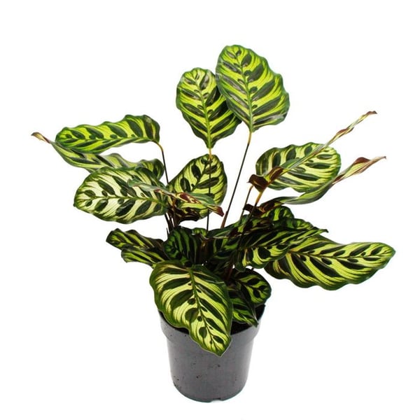 Skuggväxt med speciellt bladmönster - Calathea makoyana - pilrotskorg - 14cm kruka - ca. 35-40 cm hög