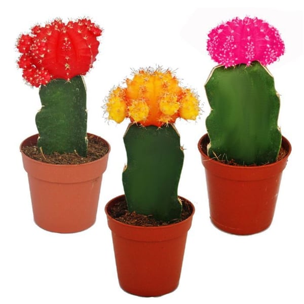 3 raffinerade kaktusar i olika färger i ett set, kruka 5,5 cm, ca 10-12 cm hög