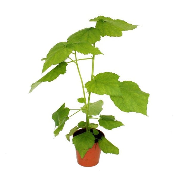 Tilleul - Sparmannia africana - kruka 17cm
