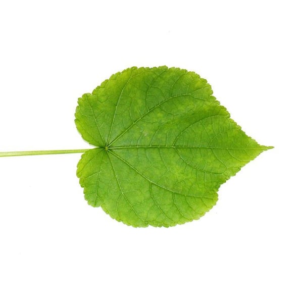 Tilleul - Sparmannia africana - kruka 17cm