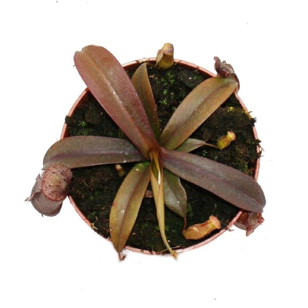 Rotblättriga kannväxt - Nepenthes - 9cm