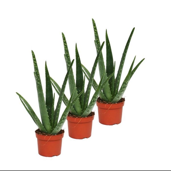 Förpackning med 3 - Aloe vera - ca 2 år - 10,5 cm kruka