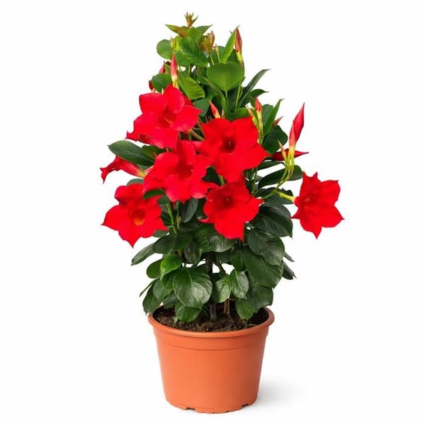 Mandevilla Dipladenia - Trichterblomma - Pyramidsform - 14cm kruka - ca. 45-50cm - röd