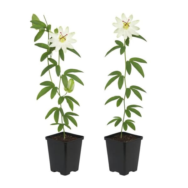 Cœur Exotique Klättrande Växter - Passionsblomma Passiflora Avalanche - Set med 2 - Kruka 11cm