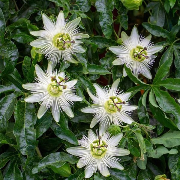 Cœur Exotique Klättrande Växter - Passionsblomma Passiflora Avalanche - Set med 2 - Kruka 11cm