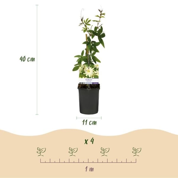Cœur Exotique Klättrande Växter - Passionsblomma Passiflora Avalanche - Set med 2 - Kruka 11cm