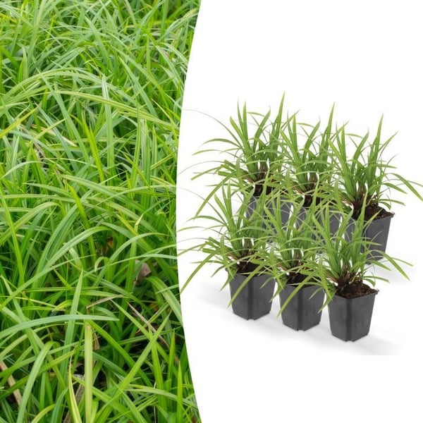 Prydnadsgräs - Japansk säv - Carex morrowii 'Ice Dance' - 9cm kruka - Set med 6 växter