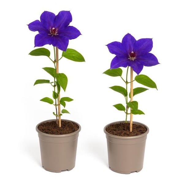 Exotenherz Klaterväxter - Clematis The President - 2-pack - 11cm kruka
