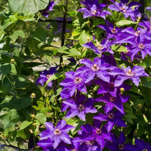 Exotenherz Klaterväxter - Clematis The President - 2-pack - 11cm kruka