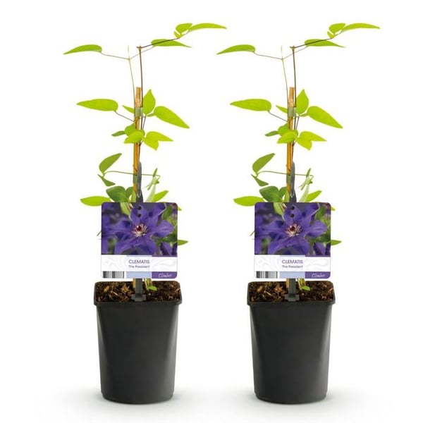 Exotenherz Klaterväxter - Clematis The President - 2-pack - 11cm kruka