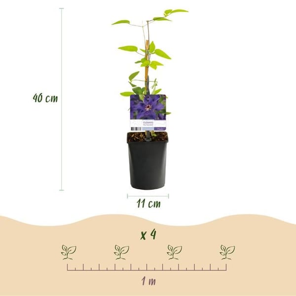 Exotenherz Klaterväxter - Clematis The President - 2-pack - 11cm kruka