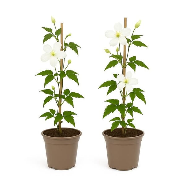 Exotenherz - Kletterväxter - Clematis montana Grandiflora - Vit - 2-pack - 11cm kruka