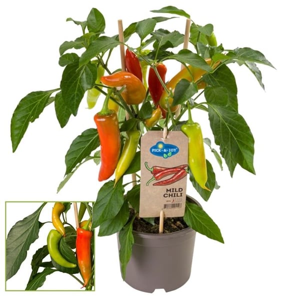Pepparväxt - söt - pepperoni - pepparväxt för balkong och trädgård - 14cm kruka - grönsaker att ta med