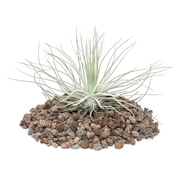 Tillandsia magnusiana - bulkväxt