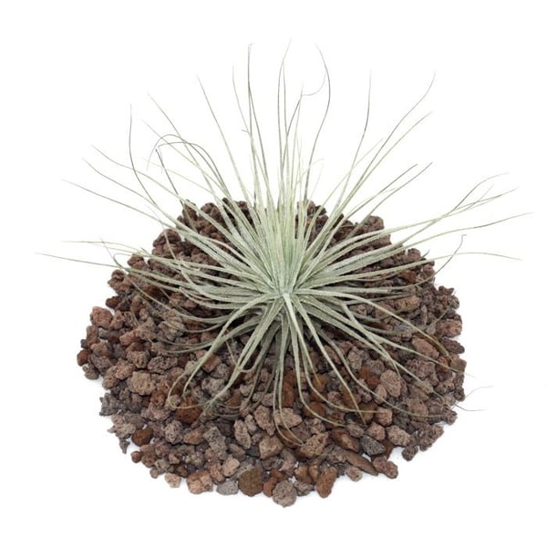 Tillandsia magnusiana - bulkväxt