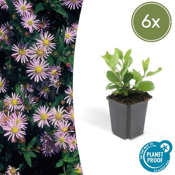 Dekorativ buske - Vildaster - Aster ageratioides 'Asran' - 9cm kruka - Set med 6 växter