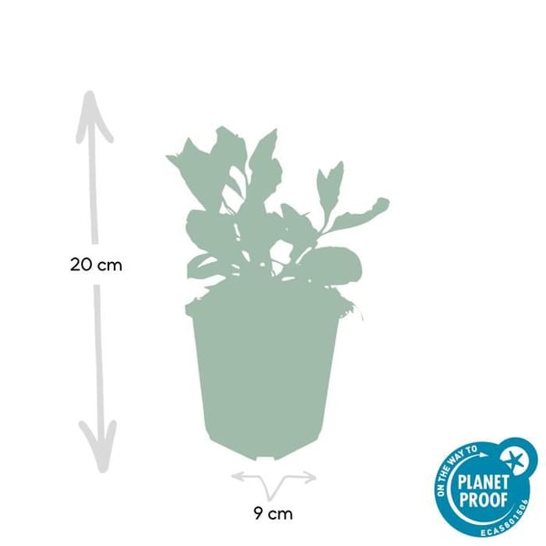 Dekorativ buske - Vildaster - Aster ageratioides 'Asran' - 9cm kruka - Set med 6 växter