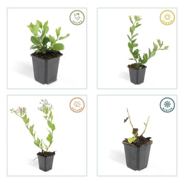 Dekorativ buske - Vildaster - Aster ageratioides 'Asran' - 9cm kruka - Set med 6 växter