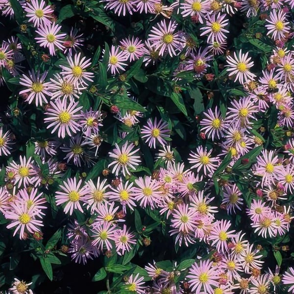 Dekorativ buske - Vildaster - Aster ageratioides 'Asran' - 9cm kruka - Set med 6 växter