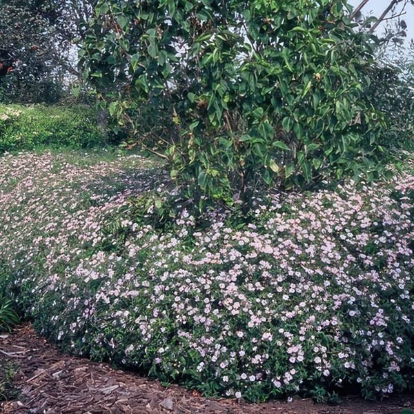 Dekorativ buske - Vildaster - Aster ageratioides 'Asran' - 9cm kruka - Set med 6 växter