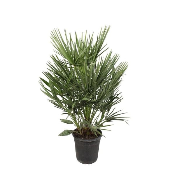 Dvärgpalma Chamaerops Humilis 21cm kruka 100cm hög