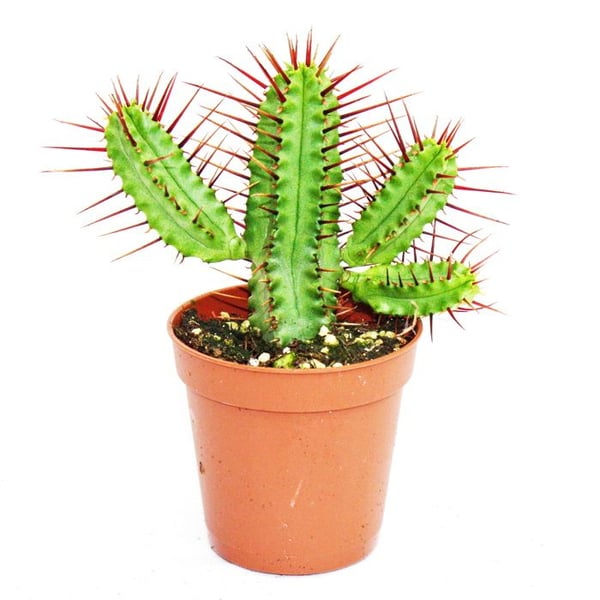 Euphorbia enopla - rödspetsig euforbia - liten krukväxt på 5,5cm