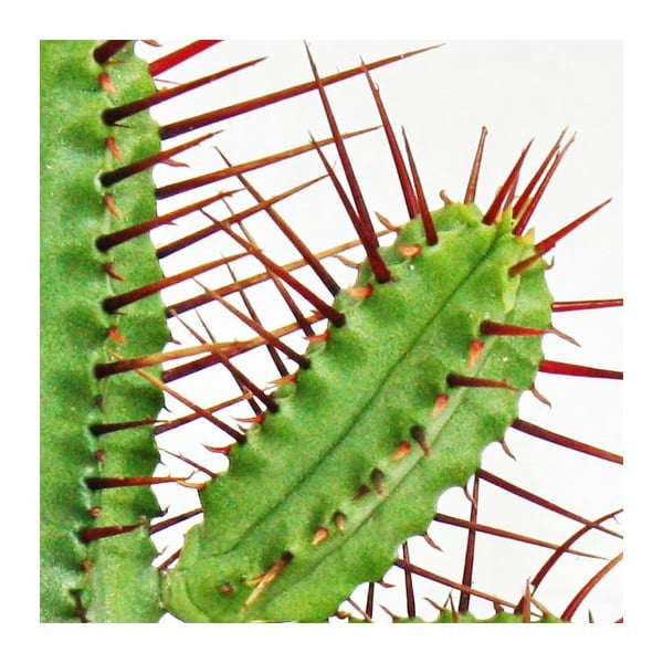Euphorbia enopla - rödspetsig euforbia - liten krukväxt på 5,5cm