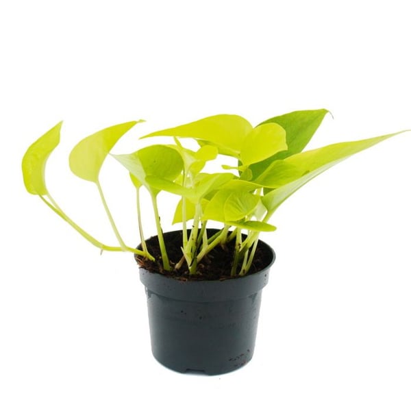 gulgrön efeutute - Epipremnum Golden Pothos - Scindapsus - 12cm kruka - inomhusväxt