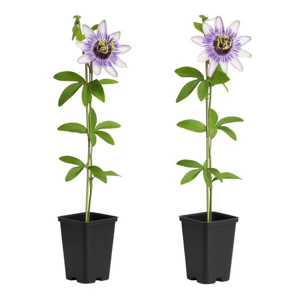 Hjärta Exotiska Klättrande Växter - Passionsblomma - Passiflora Damsels Delight - Set om 2 - Kruka 11cm