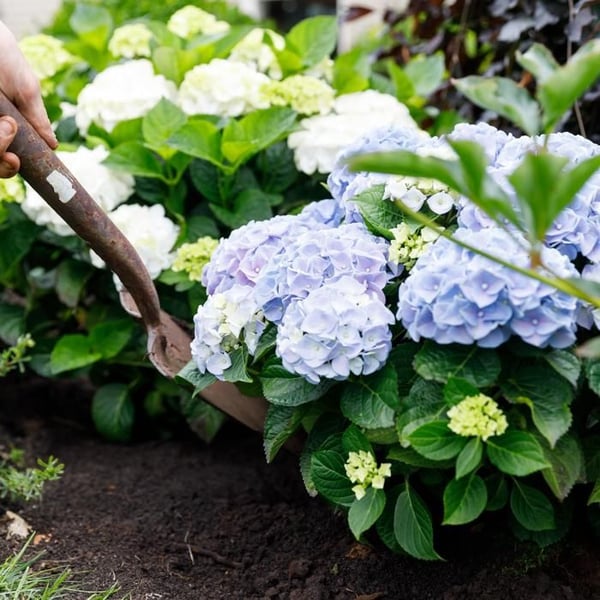 Exotiskt hjärta - Hortensia - Hydrangea Forever & Ever - Blå - 7-12 blommor - kruka 23cm
