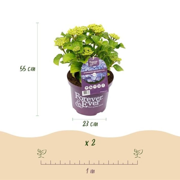 Exotiskt hjärta - Hortensia - Hydrangea Forever & Ever - Blå - 7-12 blommor - kruka 23cm