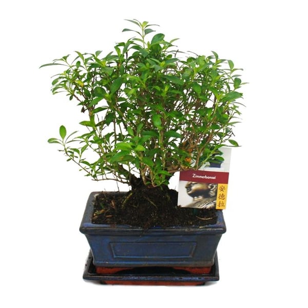 Bonsaï - Serissa - Junischnee - rund form - ca. 6 år