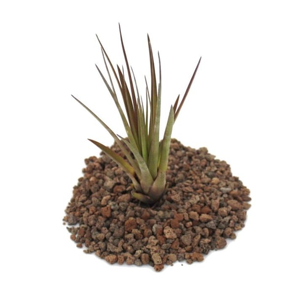 Tillandsia melanocrater trikolor - stor planta i lösvikt